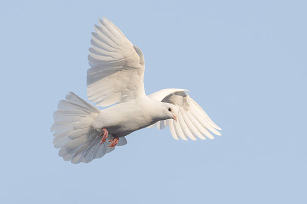 istock Beautiful White Dove Flying with Wings Up Against Clear Light Blue Sky 2243660095