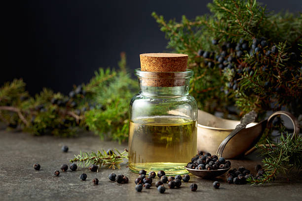 istock Juniper berry essential oil and branches with fresh berries. 2243660460