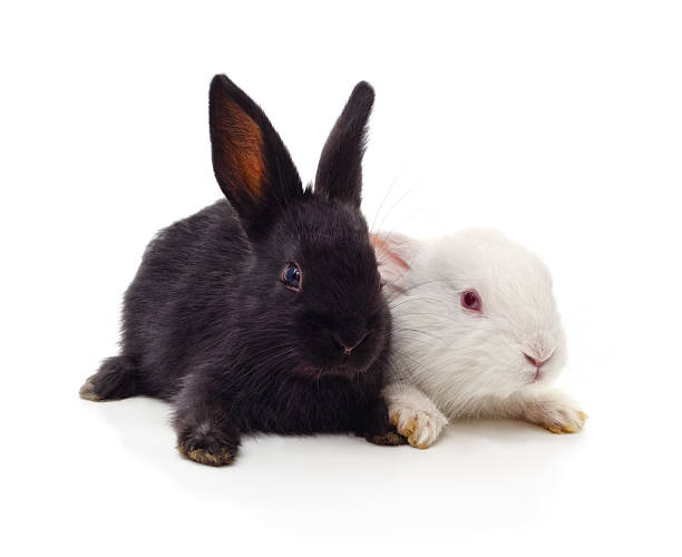 istock White and black baby rabbits on white background. 2243661636