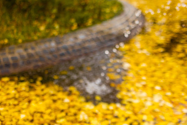 Curved paved path  in park pratelstvi disappearing under a thick carpet of vibrant yellow fallen autumn leaves. Creating a soft, blurry background Prosek, Prague 9