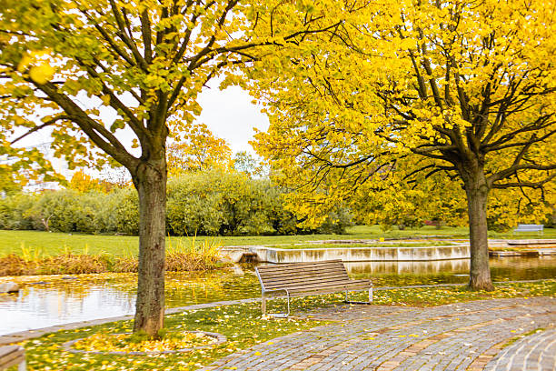 Yellow autumn leaves linden trees blanketing a  in park pratelstvi pathway and grass beside a quiet bench by a calm pond with soft reflections and peaceful mood Prosek, Prague 9