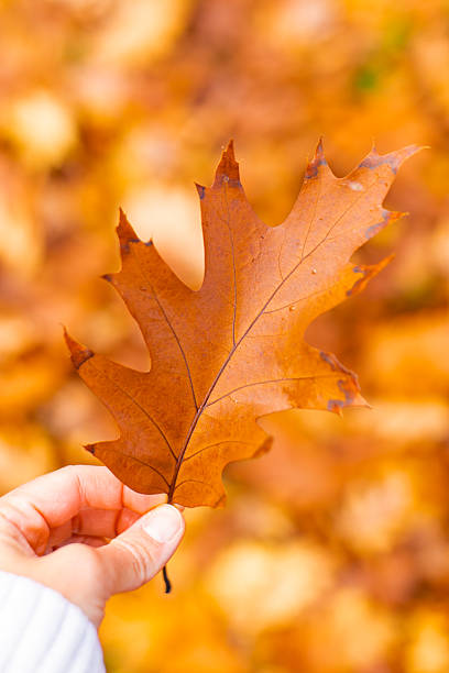 istock Hand holding autumn oak leaf in park pratelstvi  Prosek, Prague 9 2243661941