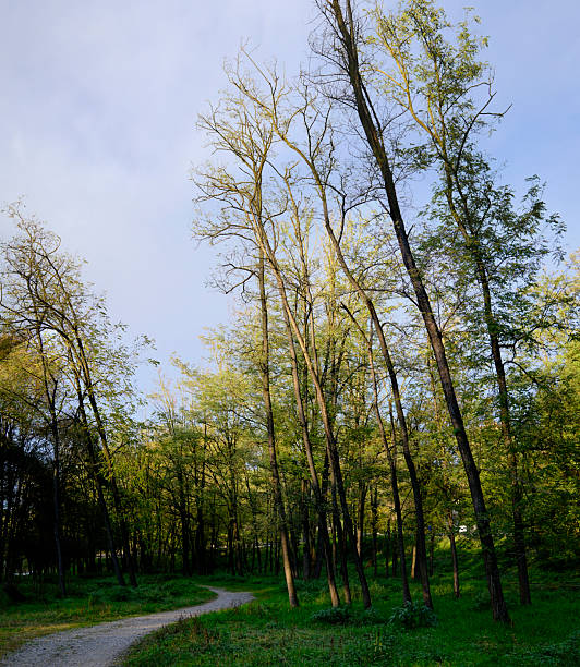 Dirt road in the woods