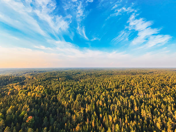Expansive aerial view of a vast Finnish forest stretching to the horizon, showcasing untouched wilderness and pristine nature. Dense green pine and spruce trees form a continuous canopy under soft natural light, symbolizing serenity, solitude, and the raw beauty of Finland’s northern landscape. Perfect for themes of conservation, ecology, and unspoiled nature.