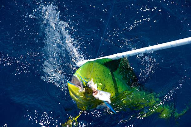 Photos from various aspects of offshore fishing
