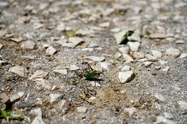 Green cricket on rocky ground in natural sunlight.