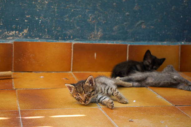 Young cats crouched on the steps of a stone staircase, showing innocence and rural charm.