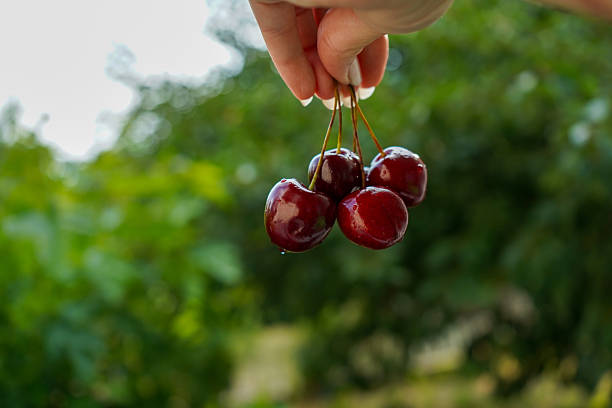 istock Fresh ripe cherries held by hand against a green garden background 2243666995
