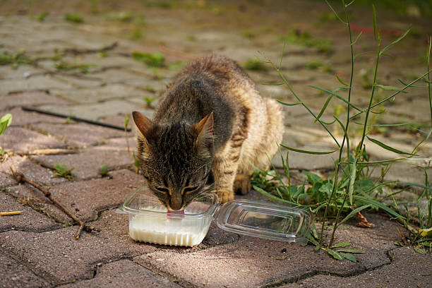 istock Domestic cat drinking milk from plastic bowl. 2243667184