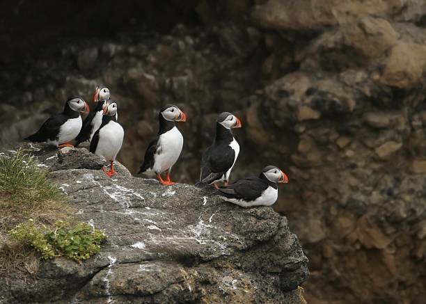 Puffins