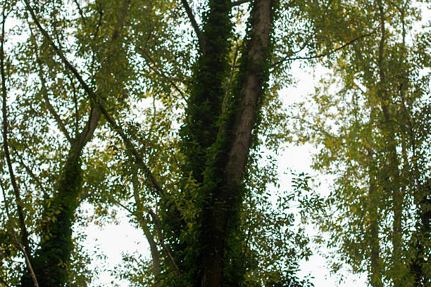 Lush green regrowth growing on burnt trees with blue sky and clouds after forest fire during an Australian summer.