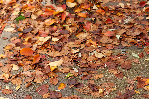 istock Walking through the middy forest paths around Hertford through the leaves and branches as the colder months of the year wrap themselves around the world 2243667809