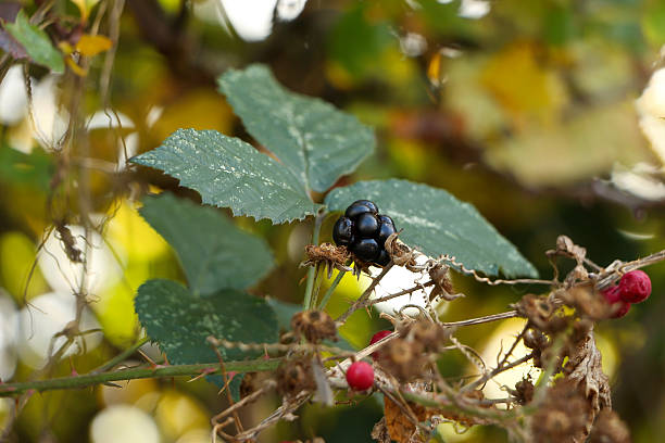 istock Walking through the middy forest paths around Hertford through the leaves and branches as the colder months of the year wrap themselves around the world 2243667844