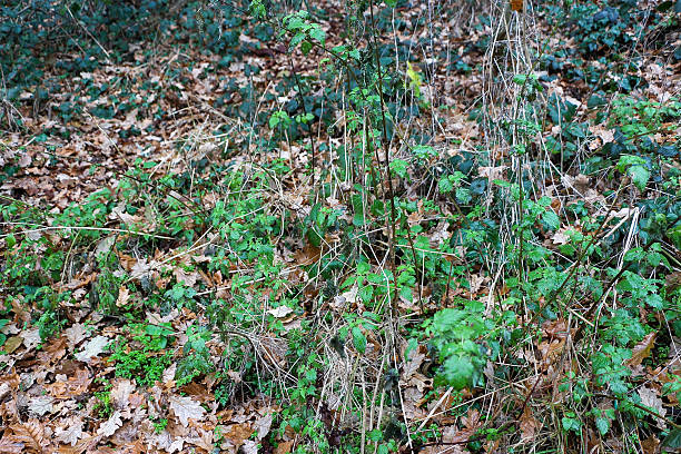 istock Walking through the middy forest paths around Hertford through the leaves and branches as the colder months of the year wrap themselves around the world 2243667930