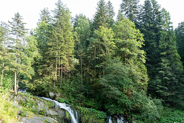 A clear mountain stream gently flows through an autumn forest, surrounded by moss-covered rocks and fallen leaves. The tranquil scene captures the essence of nature's beauty, as the water winds its way through the vibrant landscape.