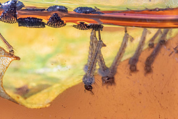 Culex pipiens larvas, eggs and other tiny larvas on water surface.