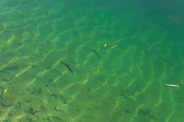 Small fish swim in the clear water of a lake