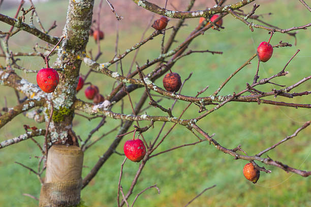 Red small apples that remained on the tree in autumn