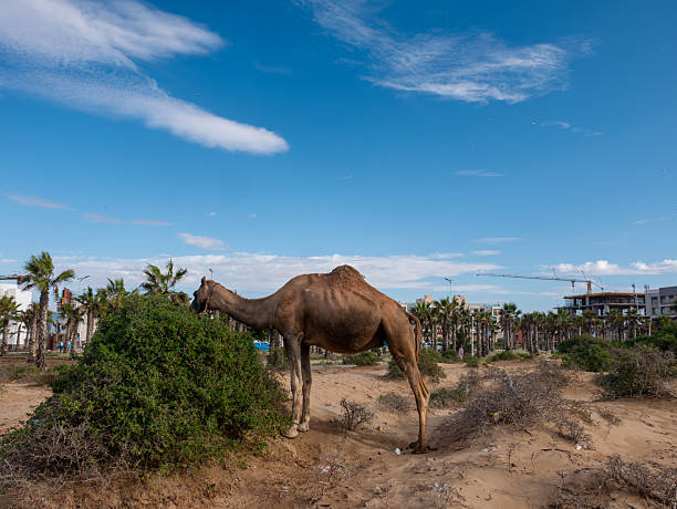 A dromedary camel is seen foraging from a large green bush on sandy ground near palm trees and urban development under a bright blue sky.