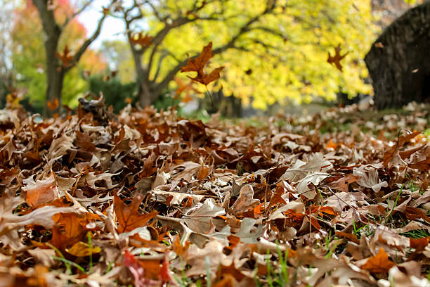 istock autumn background with falling brown and orange oak leaves and beautiful bokeh light effect in the distance. 2243672312