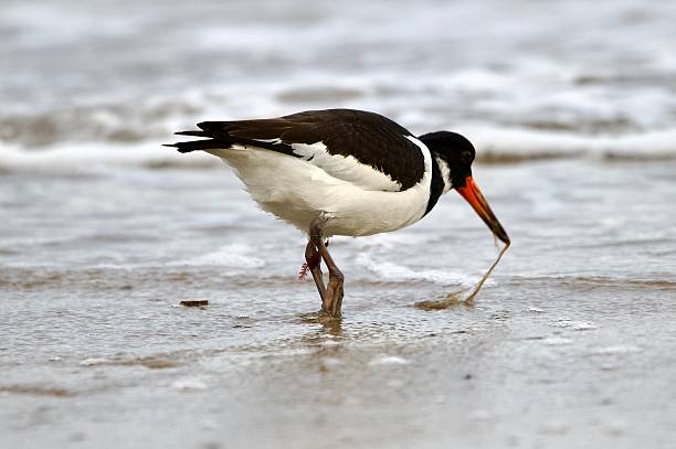 istock Oyster catcher wader bird feeding on the shore line 2243675027