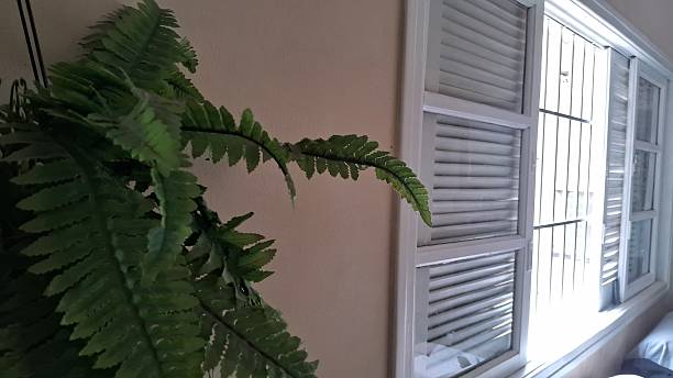 istock Lush Fern Plant by a Window with White Blinds and Security Bars 2243675207