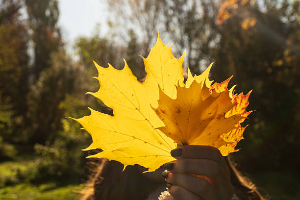 Person holding yellow autumn leaves in sunlight.
