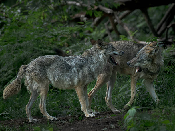 istock Two wolves interacting in a forest showing dominance and social behavior within the pack 2243678557