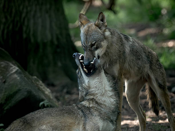 Wolf / Wolf / Canis lupus
