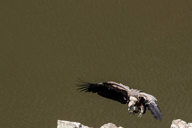 South Africa White Backed vulture bird in flight against light blue sky. Copy space.