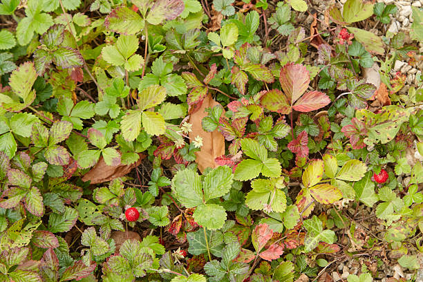 Decorative garden strawberries are nestled among lush green leaves, highlighting rich textures and natural beauty, ideal for backgrounds and textures in creative projects with copy space