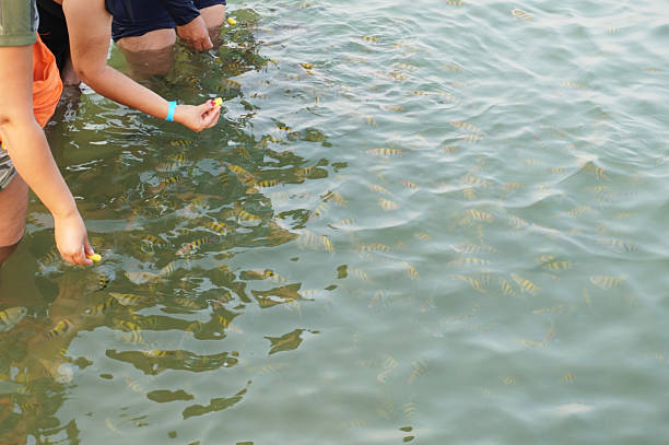 Tourists feed yellow marine fish with black stripes.