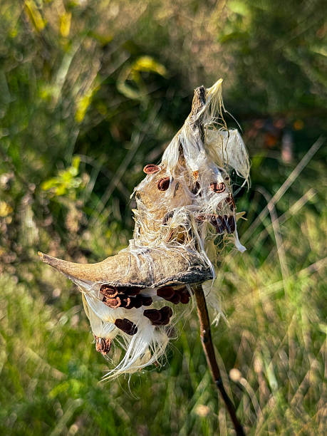 istock Burst Milkweed Pods 2243681536