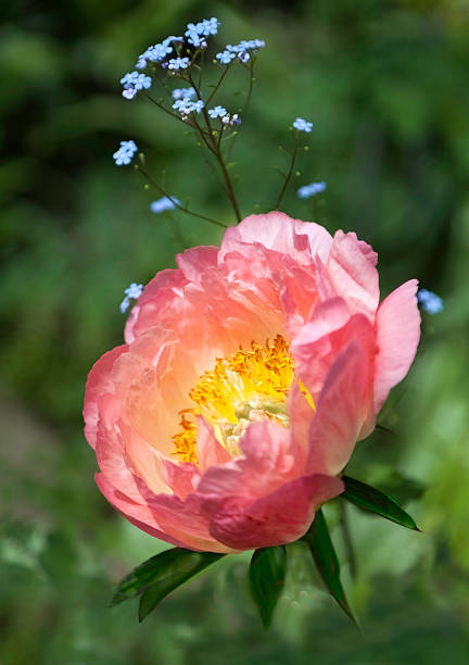 Coral Charm Peony