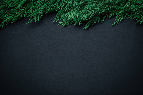 Dark rustic wooden background with a deep green frame created by natural fir tree branches at the