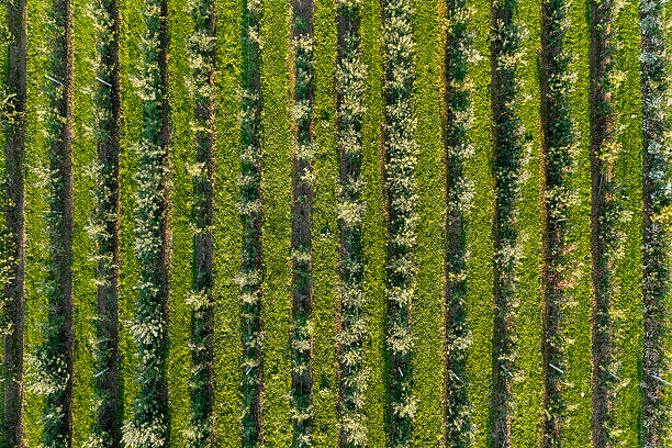 istock Aerial view of apple orchard 2243685170