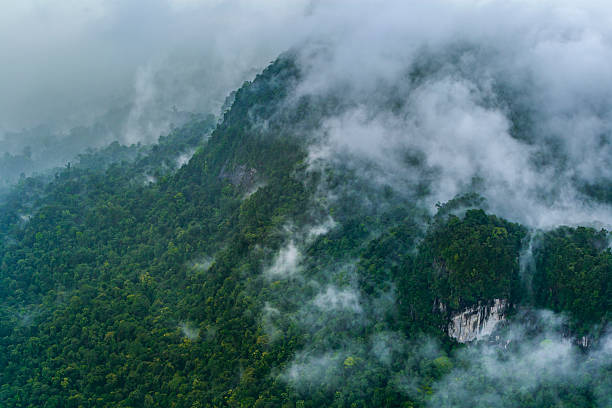 istock Amazon rainforest from the air, Rupununi region, Guyana. 2243685485