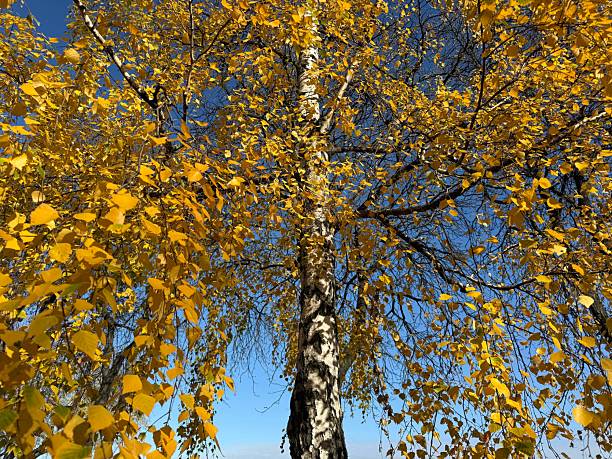 Autumn yellow leaves on the birch tree.