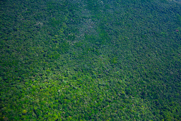 istock Amazon rainforest from the air, Rupununi region, Guyana. 2243685531