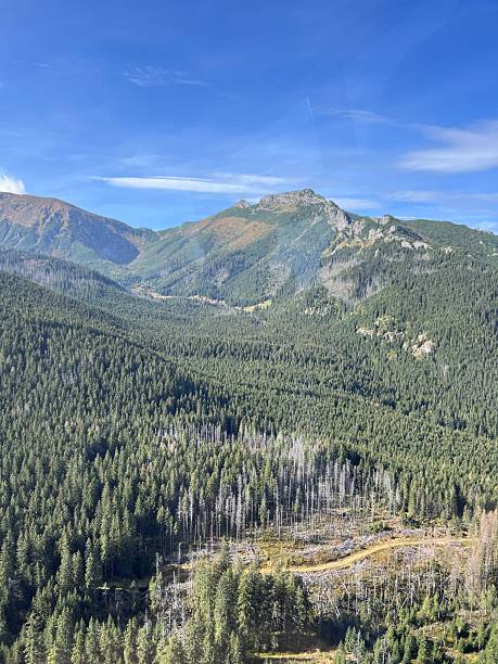 istock Sunlit Green Forest Valley and Mountain Peaks Under Clear Blue Sky 2243686418