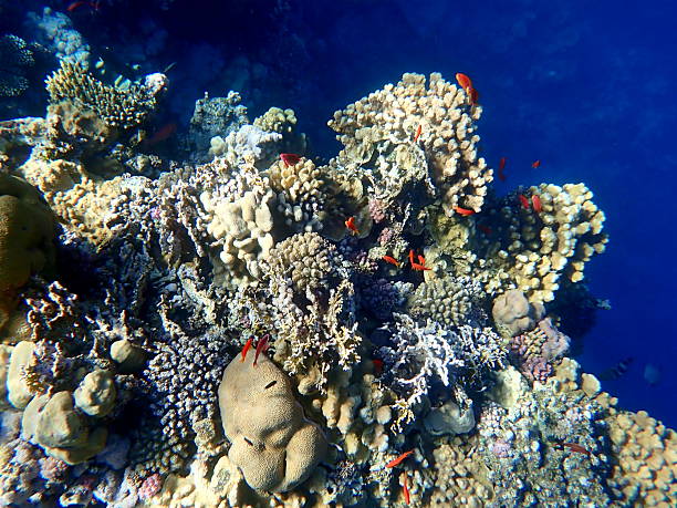 red sea coral reef