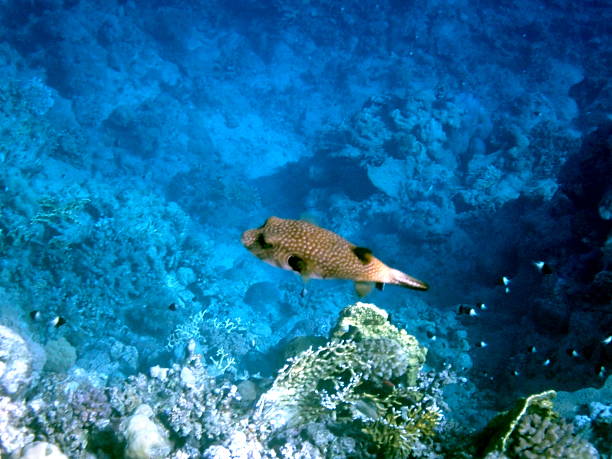 Red sea snorkeling