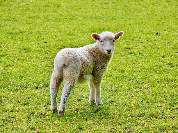 Isolated Cute Lamb on a Patch of Green Grass