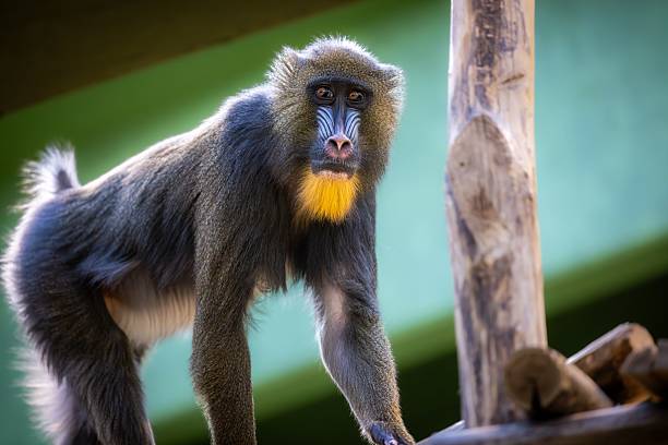 A mandrill with vibrant facial colors standing on a wooden structure in a zoo setting.