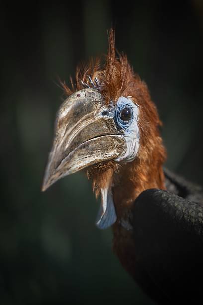 istock Close-up of a striking hornbill. 2243690241