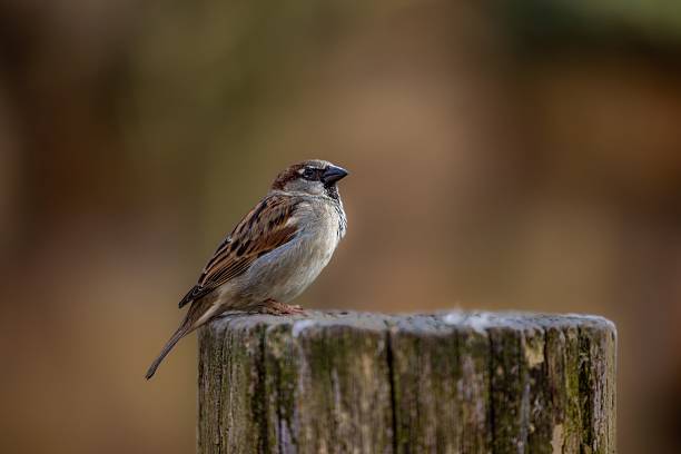 istock Sparrow perched on a wooden post. 2243690260