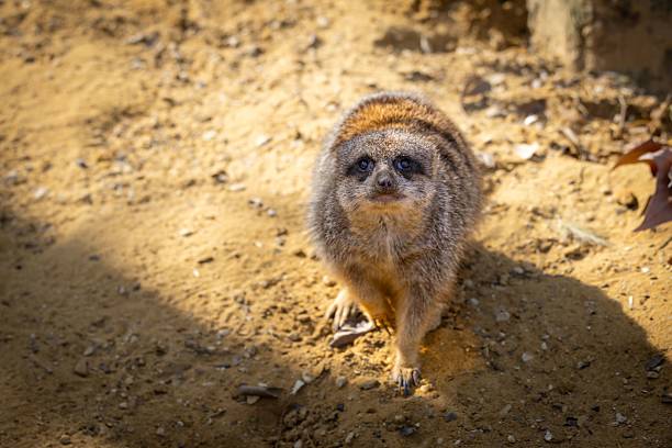 A meerkat stands on sandy ground under bright sunlight, casting a shadow.