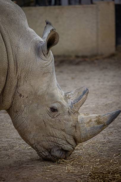 istock Rhinoceros Grazing Close-Up 2243690293