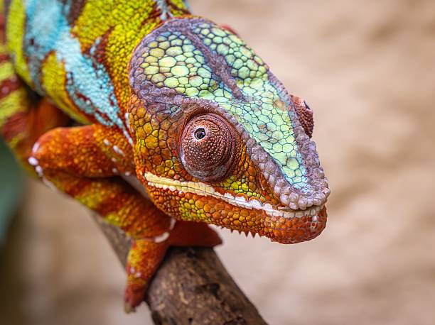 istock Colorful Chameleon Close-Up 2243690420