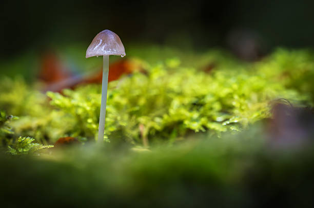 Wild mushroom growing in the lush rainforest on Vancouver Island.